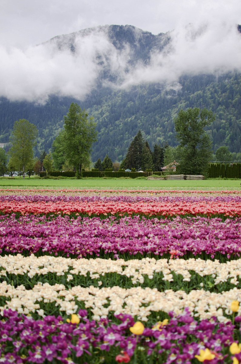 immigrate2CND's tweet photo. Every spring, tulips bloom across Canada as a vibrant symbol of peace, gratitude, and the country’s welcoming spirit. Their roots trace back to World War II, when the Netherlands gifted Canada thousands of tulip bulbs in thanks for sheltering the Dutch royal family 🇨🇦🌷 https://t.co/Cil2PcSqg1