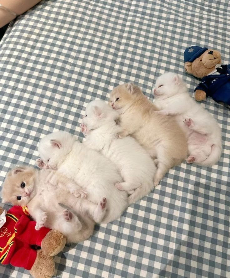 Cute Cats 🐱 (@cutecats_____) on Twitter photo 