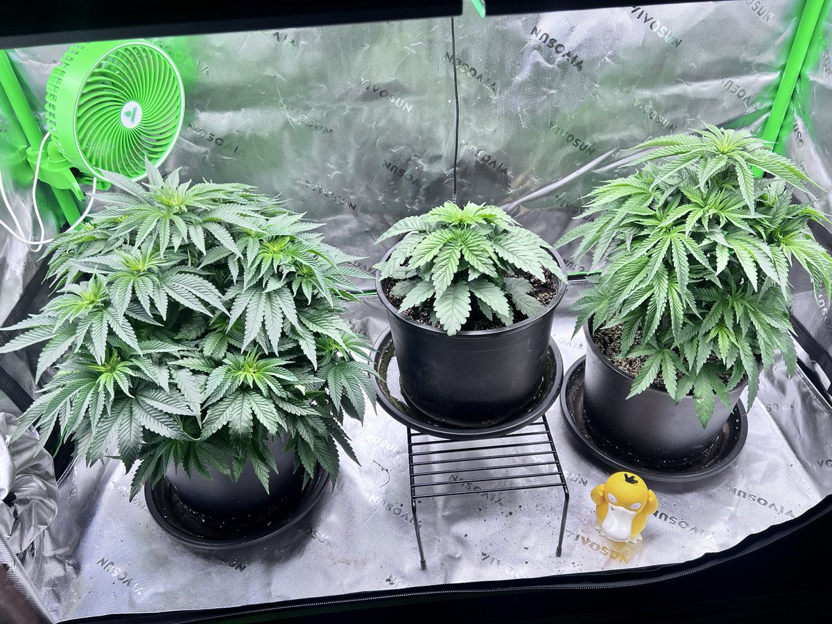 Four weeks of veg and now on day 11 of flower, middle one 1week veg. Feels good to be growing again!
