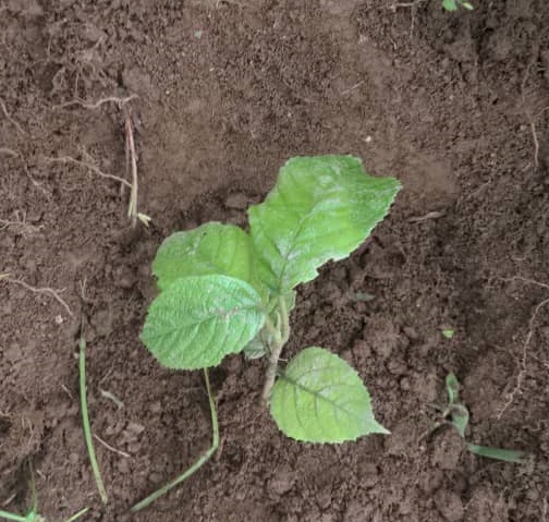 Forest of Hope (FHA) tweet media