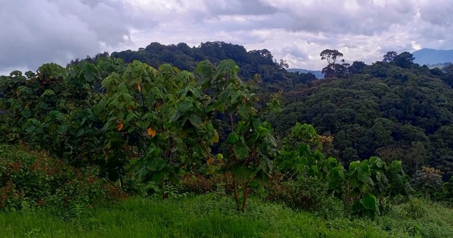 Forest of Hope (FHA) tweet media