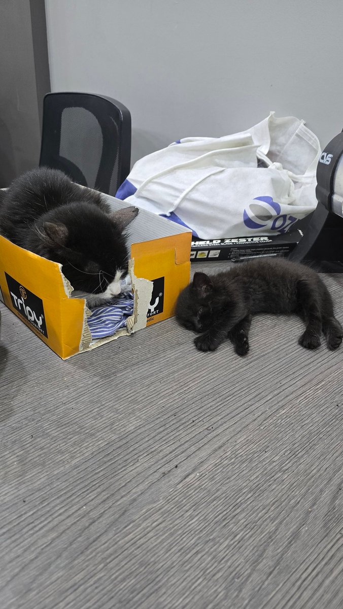 Büyük kedi yavru kedinin yuvasına kendini  kayyum atadı.