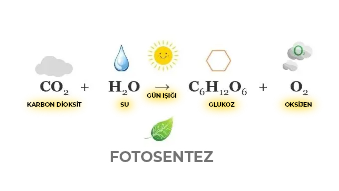 🔴Küresel ısınma ve İklim Kanunu safsatasını her kim savunursa ona bu makaleyi okutun ve Calvin döngüsü nedir diye sorun ?

x.com/zarifbalci/sta…