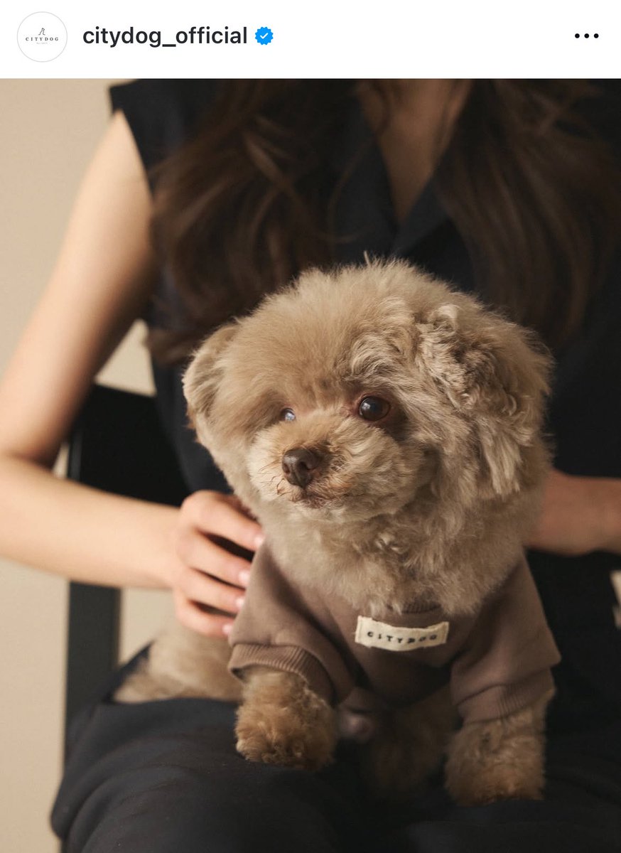 jewelloyd's tweet photo. ぼくちゃんお仕事しました🧸
リュックも使いやすくて本当にオススメです🤎
#citydog #PR
#トイプードル #トイプードルブラウン #犬好きさんと繋がりたい #犬のいる暮らし #犬のいる生活 #アルパカ犬 https://t.co/TW5EKJZSvt