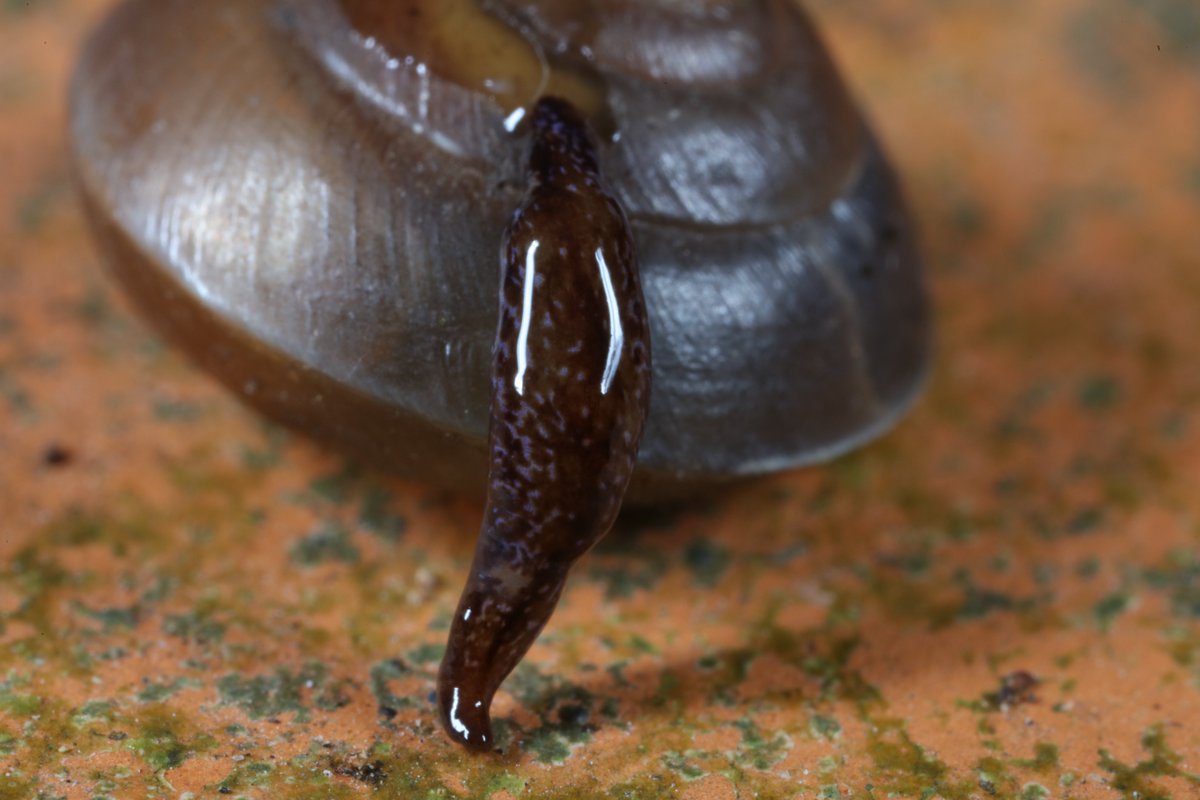 Invasive vs invasive.
This non-native Girdled Snail (Hygromia cinctella) was fatally attacked by the flatworm Marionfyfea adventor, originating from New Zealand.