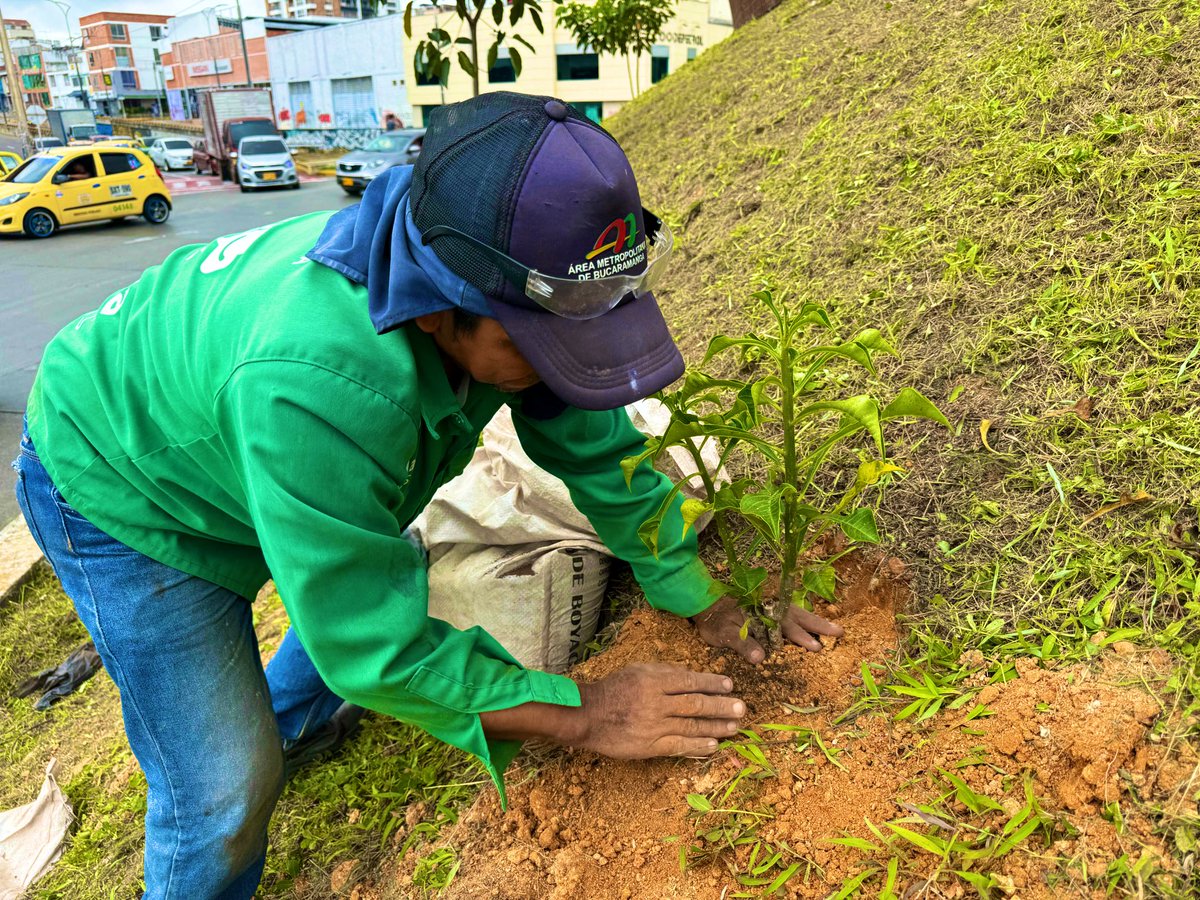 soyjaimeandres's tweet photo. Le estamos devolviendo la belleza a Bucaramanga 👏🏻🙌🏻

¡El Mesón de los Búcaros es el nuevo pulmón de la ciudad! 🌳🪴 https://t.co/GKpPwgvSk2