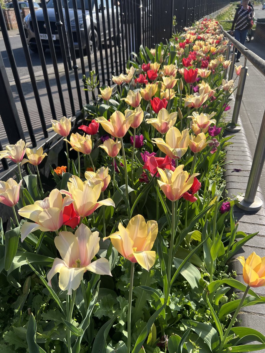Grounds designs 🌷 garden beds ⁦<a href="/geshNHS/">St George's, Epsom and St Helier</a>⁩ of different varieties so colours and times have changing displays all month. (Same garden 1 month apart)