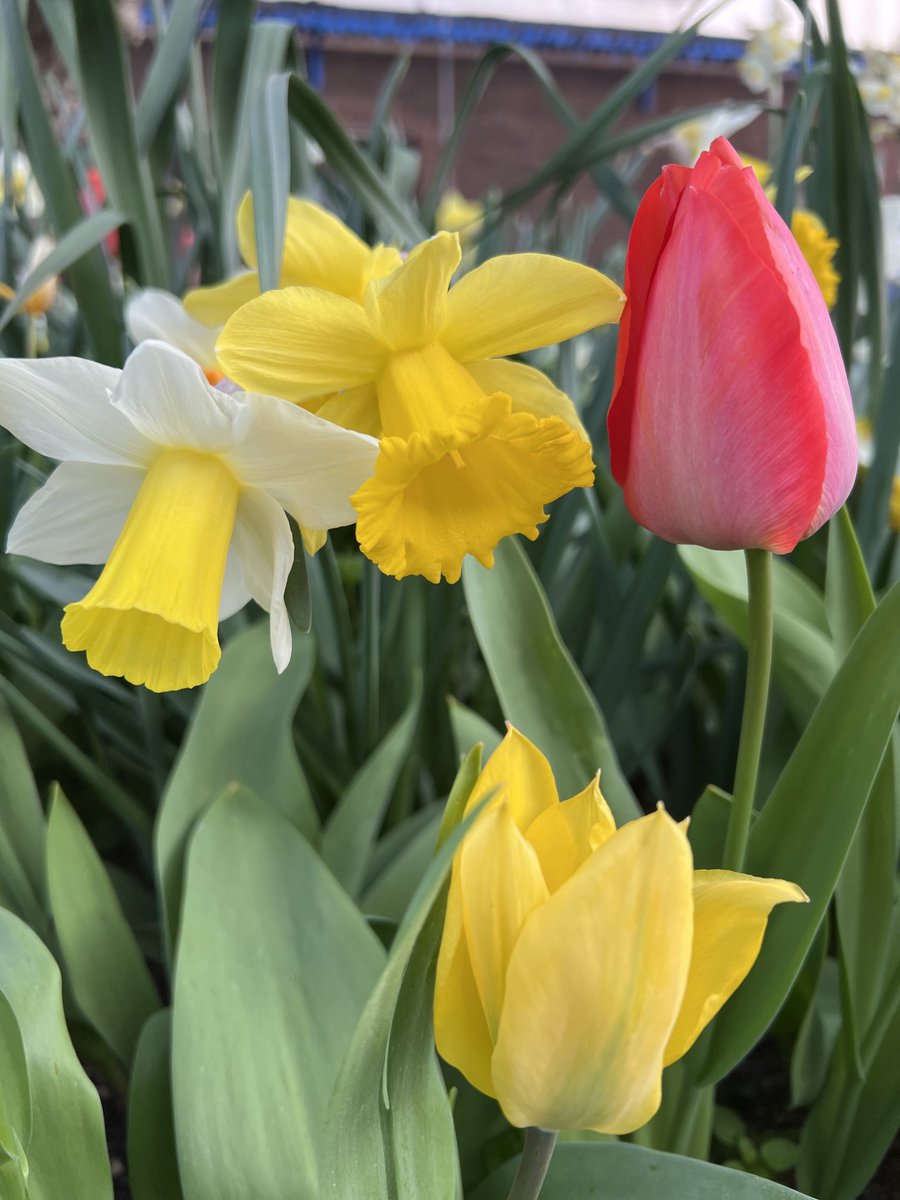 Love this picture 🌷🥰 ⁦<a href="/geshNHS/">St George's, Epsom and St Helier</a>⁩