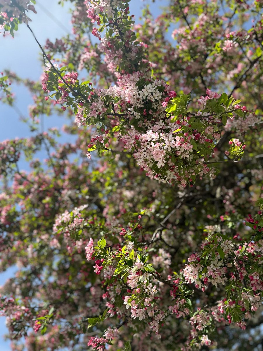 linesofcode's tweet image. Spring-time in Seattle. I can smell summer coming😄