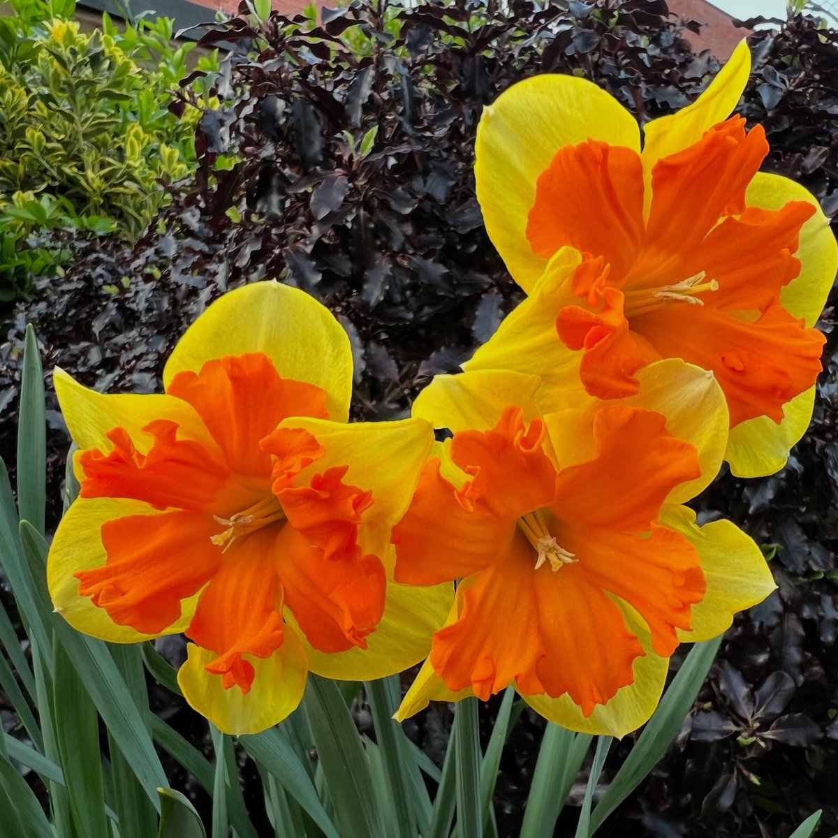 Love all the styles of Daffodils we get in our gardens ⁦<a href="/geshNHS/">St George's, Epsom and St Helier</a>⁩