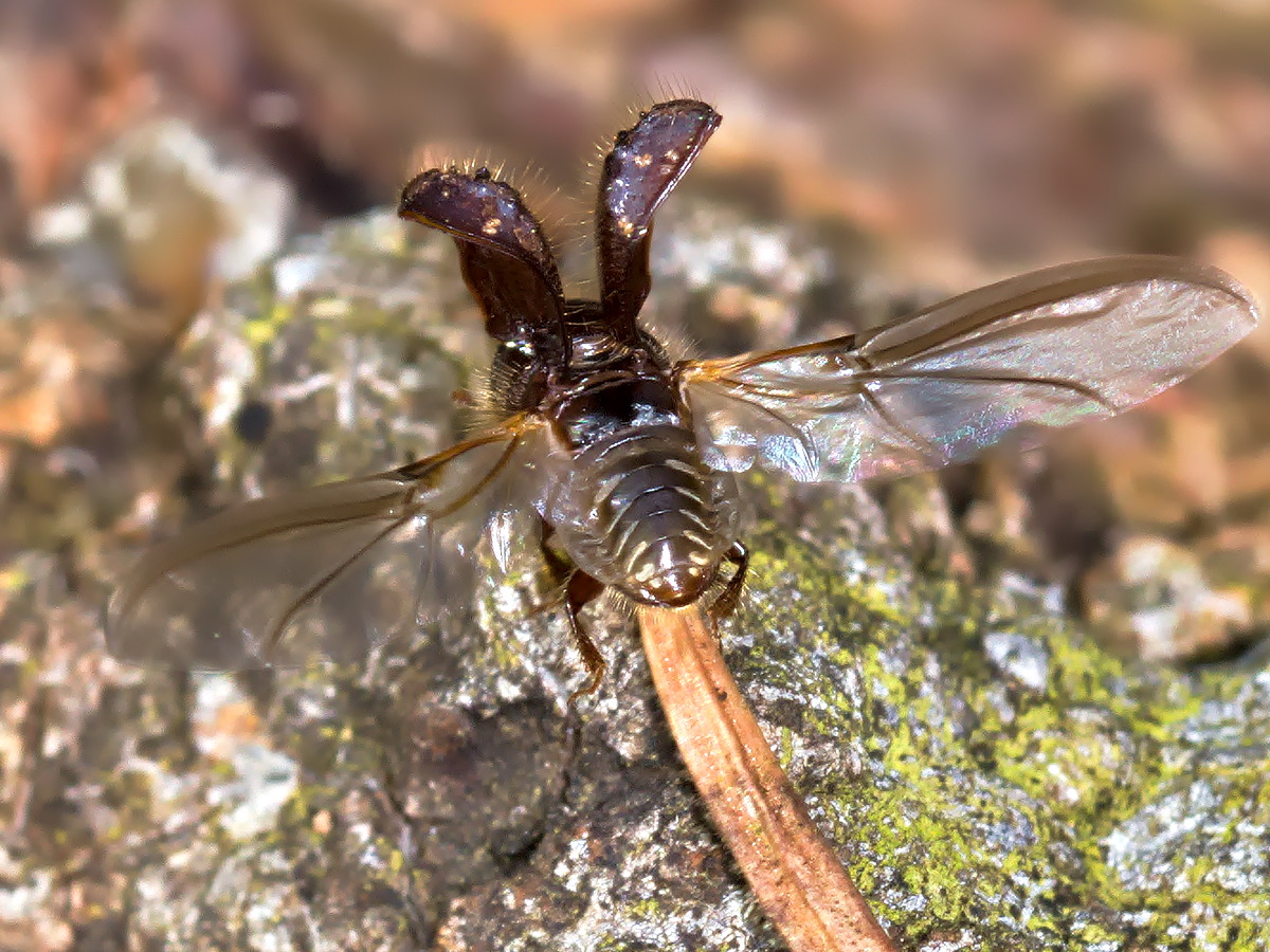 Die Buchdrucker treffen ein, um mit vielen anderen Tierchen die Fichte weiter auseinander zu nehmen.
