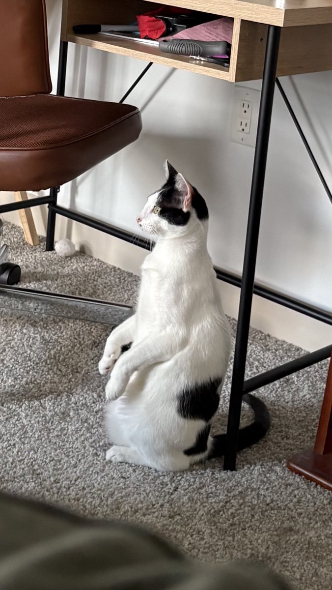 bingo crowley tweet media