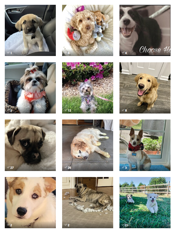 Wow!🐶🐾 We already have over 100 submissions of your Safe Digging Buddies &amp; we're only halfway through April! Keep sharing these sweet safety pups &amp; don't forget to VOTE for your favorites! 💚 woobox.com/2ge5ik/gallery 
#SafeDiggingMonth