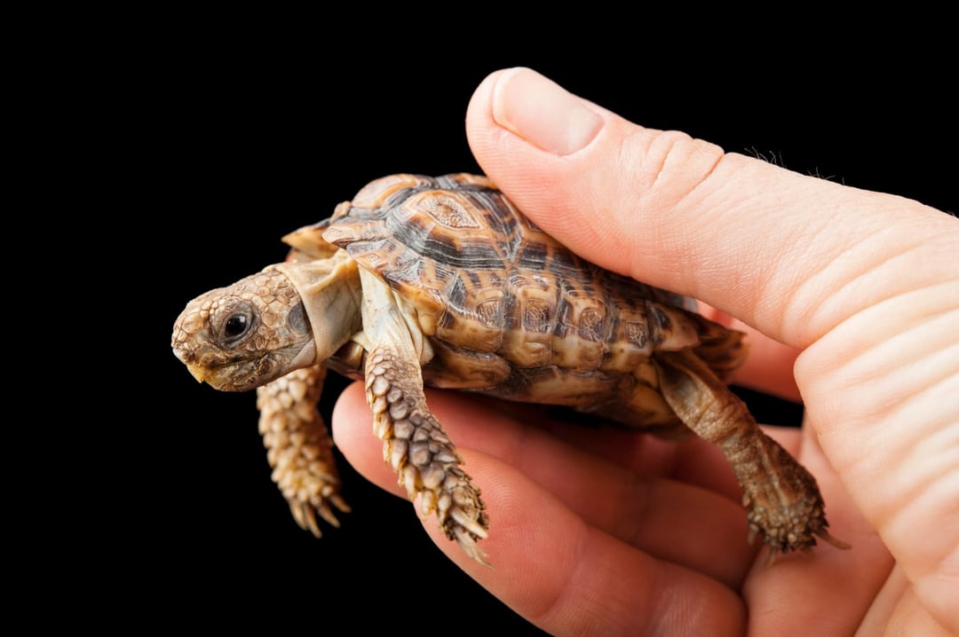 Interesting Creatures 🐸🦢🦀 tweet media