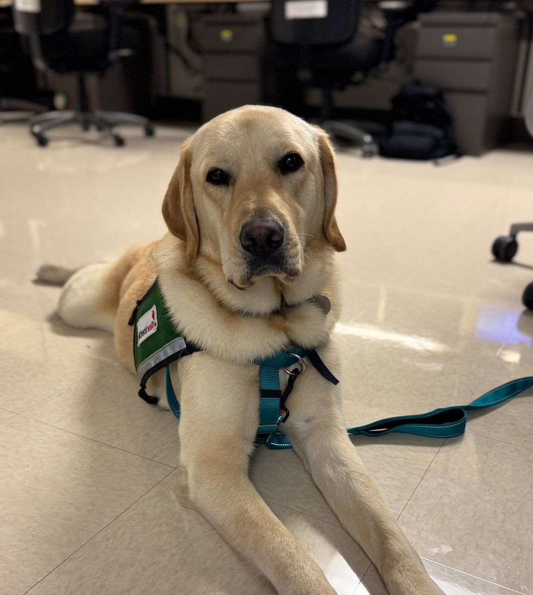 UTSW_PedsID's tweet photo. 🐾 Children’s Health has 11 facility dogs, and we are tickled that 🦮Lloyd joins us part-time in ID clinic! 🐶💙 He’s here to sniff out the blues and sprinkle some puppy magic to patients and providers! 

🦮🐕‍🦺❤️ #FurryTherapist #PawsitiveVibes 🐾🐾🐾 https://t.co/e5gpg0GJyB