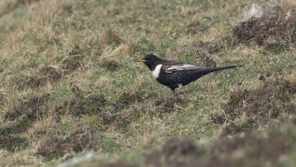 tom_wright16's tweet image. Todays light southerly breeze and drizzle delivered a small arrival of migrants @FI_Obs. A lovely male Ring Ouzel showed unusually well for this typically shy species. However, my highlight was watching a Grasshopper Warbler scurry up and down a small burn on Ward Hill!