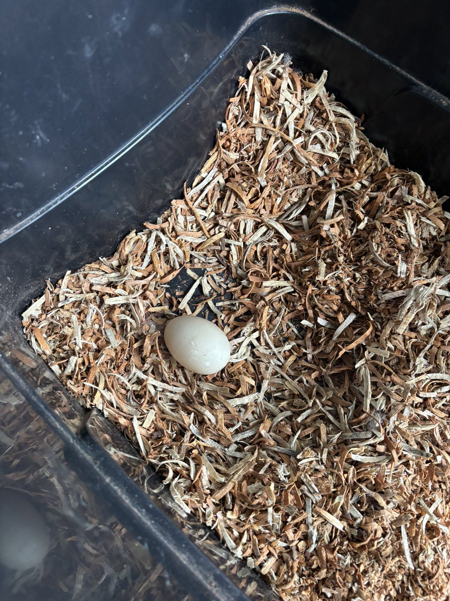 Nate - Lunar Magic & Dirt Sorcery tweet media