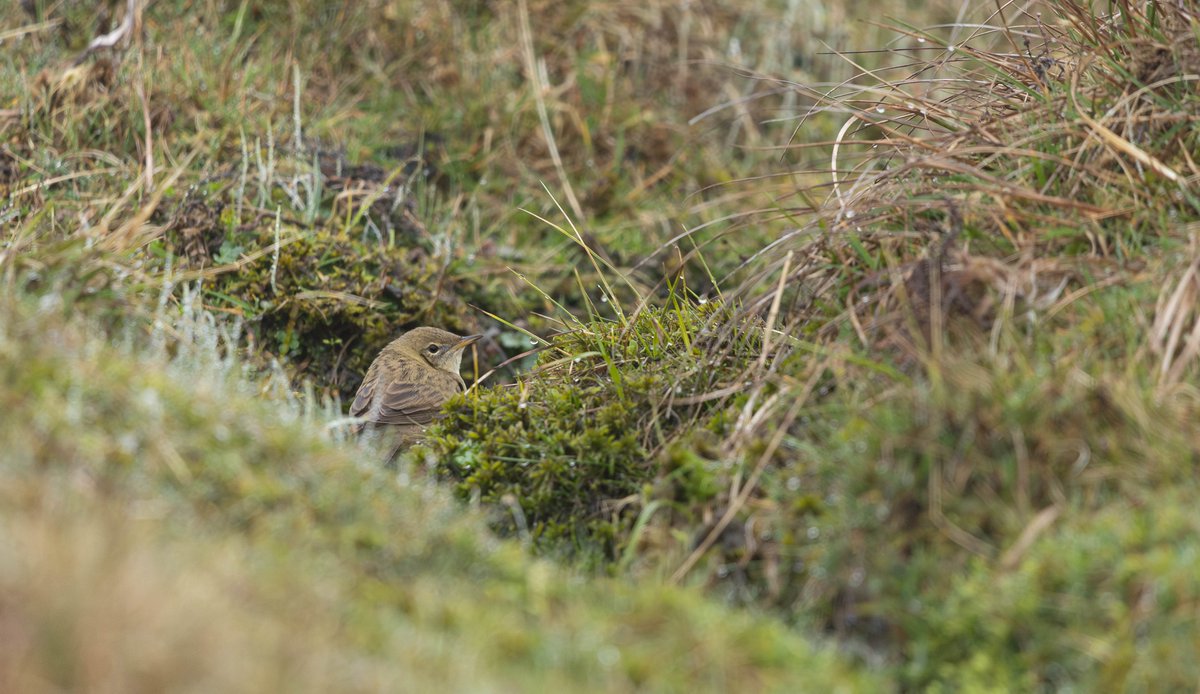 tom_wright16's tweet image. Todays light southerly breeze and drizzle delivered a small arrival of migrants @FI_Obs. A lovely male Ring Ouzel showed unusually well for this typically shy species. However, my highlight was watching a Grasshopper Warbler scurry up and down a small burn on Ward Hill!