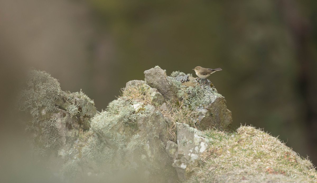 tom_wright16's tweet image. Todays light southerly breeze and drizzle delivered a small arrival of migrants @FI_Obs. A lovely male Ring Ouzel showed unusually well for this typically shy species. However, my highlight was watching a Grasshopper Warbler scurry up and down a small burn on Ward Hill!