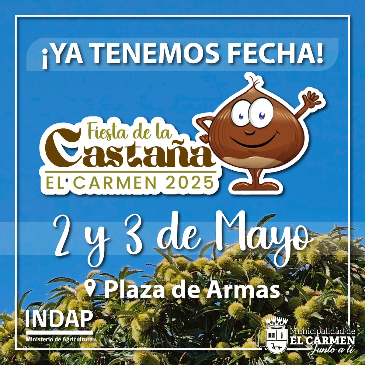 INDAP_Chile's tweet image. Este 2 y 3 de mayo no te puedes perder la Fiesta de la Castaña en El Carmen (Ñuble). En esta comuna se contabilizan 594 hectáreas cultivadas de castaña, lo que representan el 77% del total regional.

#ElCarmen #castaña #Nuble