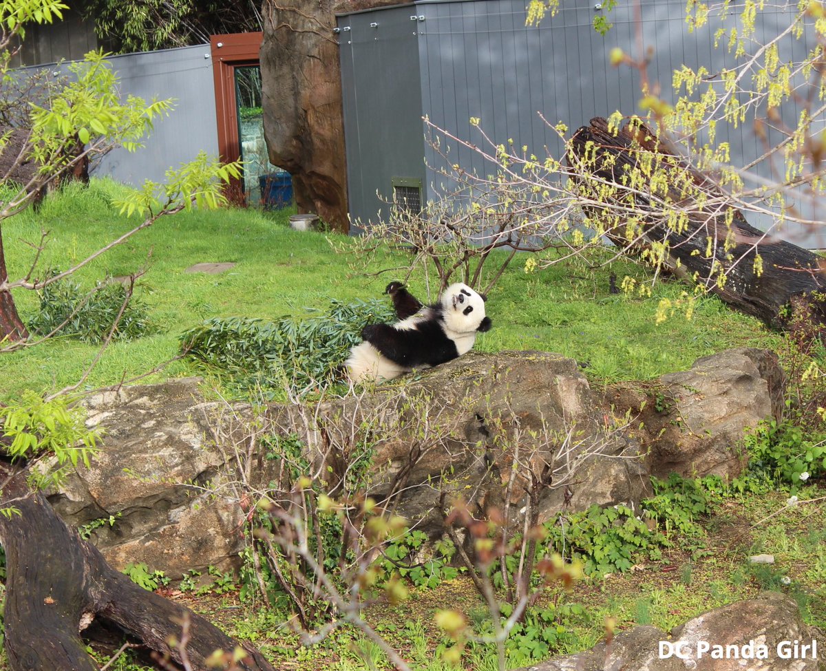 Qing Bao twirls, hops and climbs 🐼🥰💞🌳 New YouTube video: youtu.be/S4Kto6LLTqo?si… <a href="/NationalZoo/">National Zoo</a> #pandas #panda #giantpanda