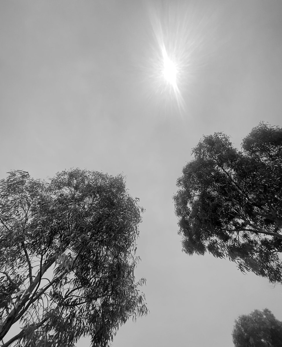 Ultrapuebla's tweet photo. ☀️ Hoy el #Sol tiñe de tono ocre el cielo de #Puebla debido a un fenómeno llamado #Calina, típico de la temporada de estiaje. Se debe a la acumulación de partículas en suspensión como polvo y humo, que opacan la luz solar. #Clima #Estiaje #MedioAmbiente #Puebla #FernandoCanales https://t.co/ayurv4vgOY