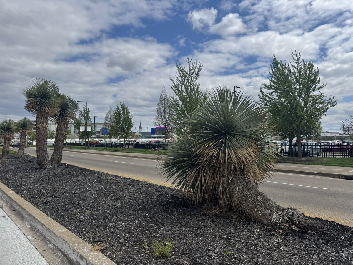 mattstonephotog's tweet image. Thought I was in Vegas. Nope, just some Dasylirions planted on Central Avenue outside Churchill Downs.