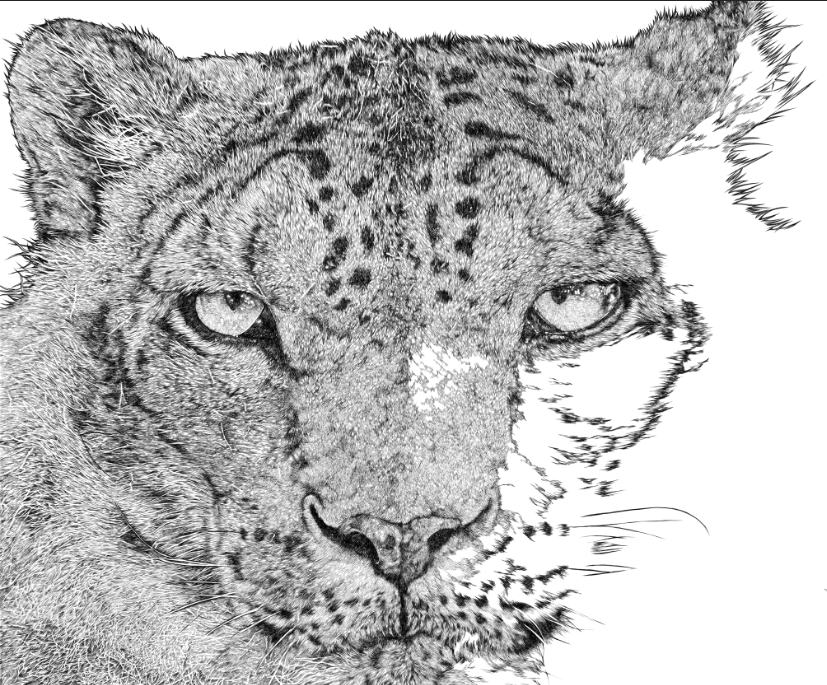 riverkg17's tweet photo. 今、久しぶりに猫科の動物を描いています。
#ユキヒョウ https://t.co/Dw3IJWjMaS