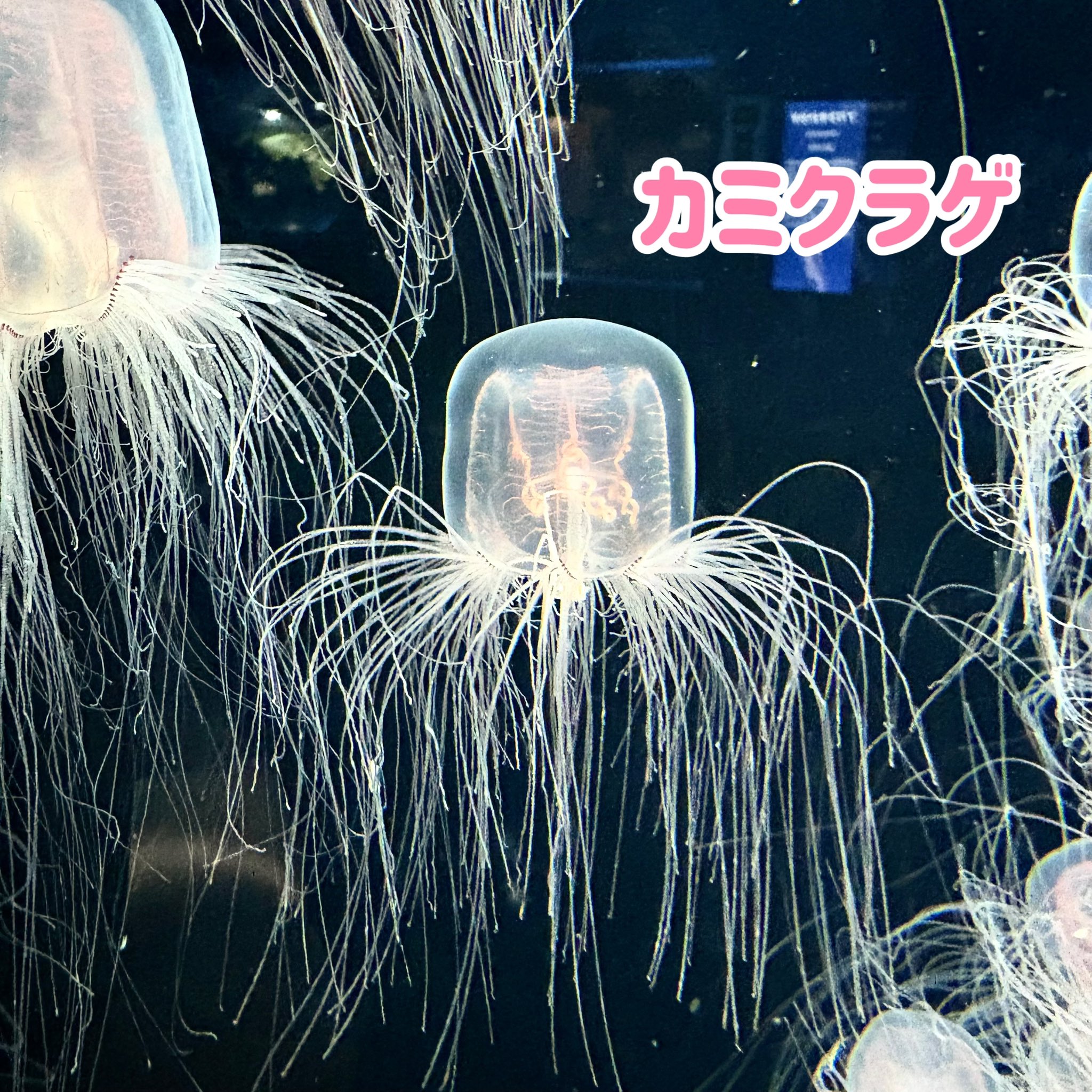 しながわ水族館 on X: 