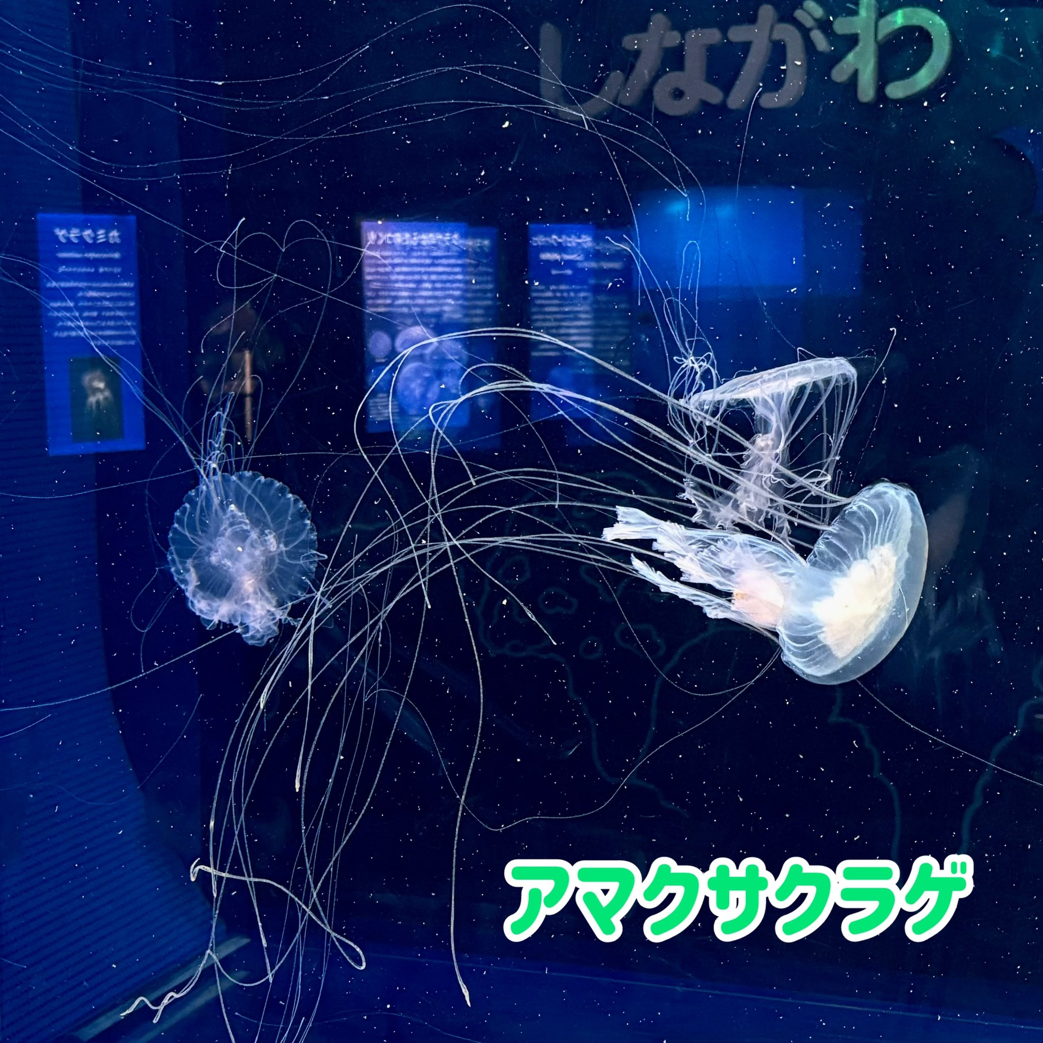 最新情報 しながわ水族館 on  X: 絵画