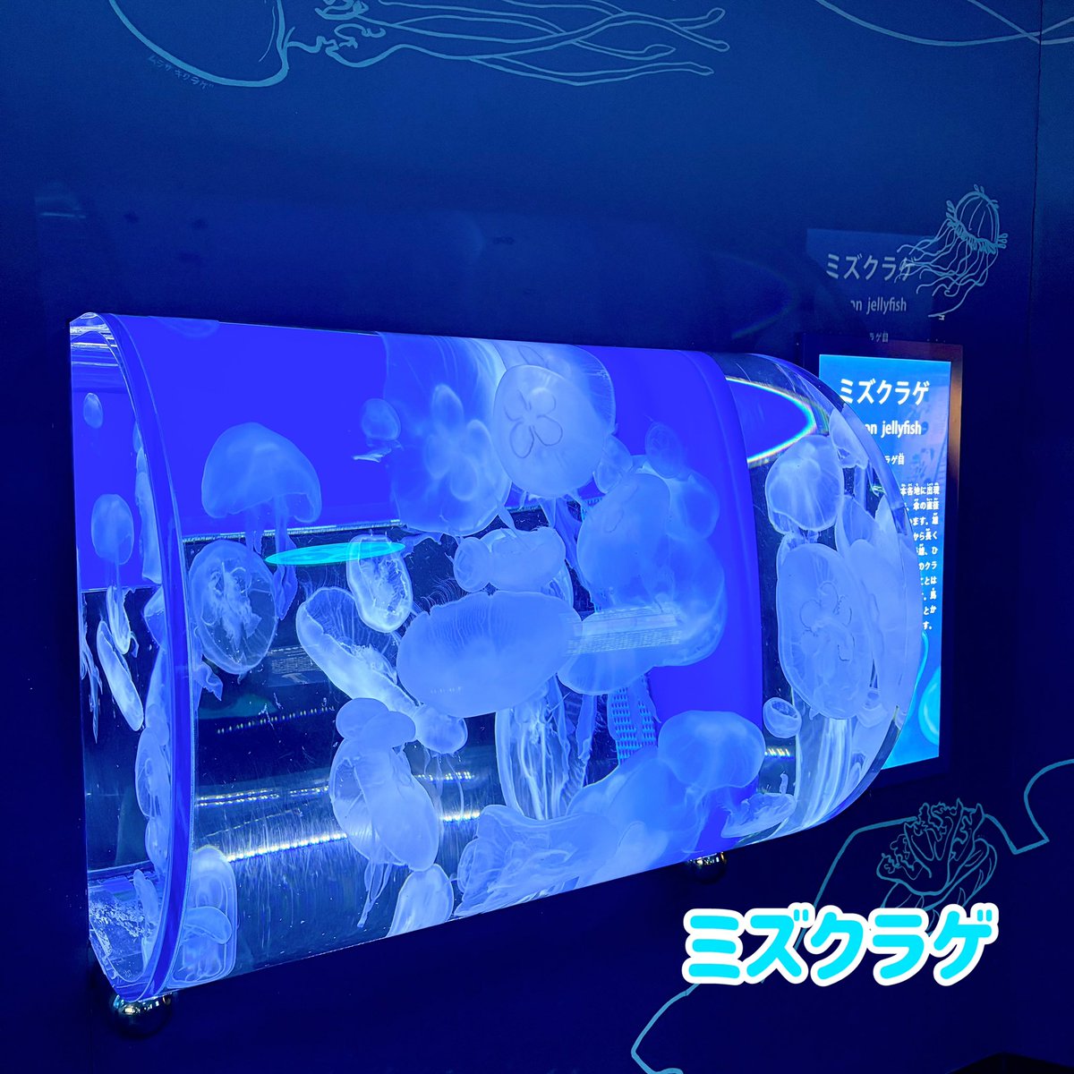 🫧クラゲエリアの展示変更をしました🫧】 ミズクラゲ、カミクラゲの