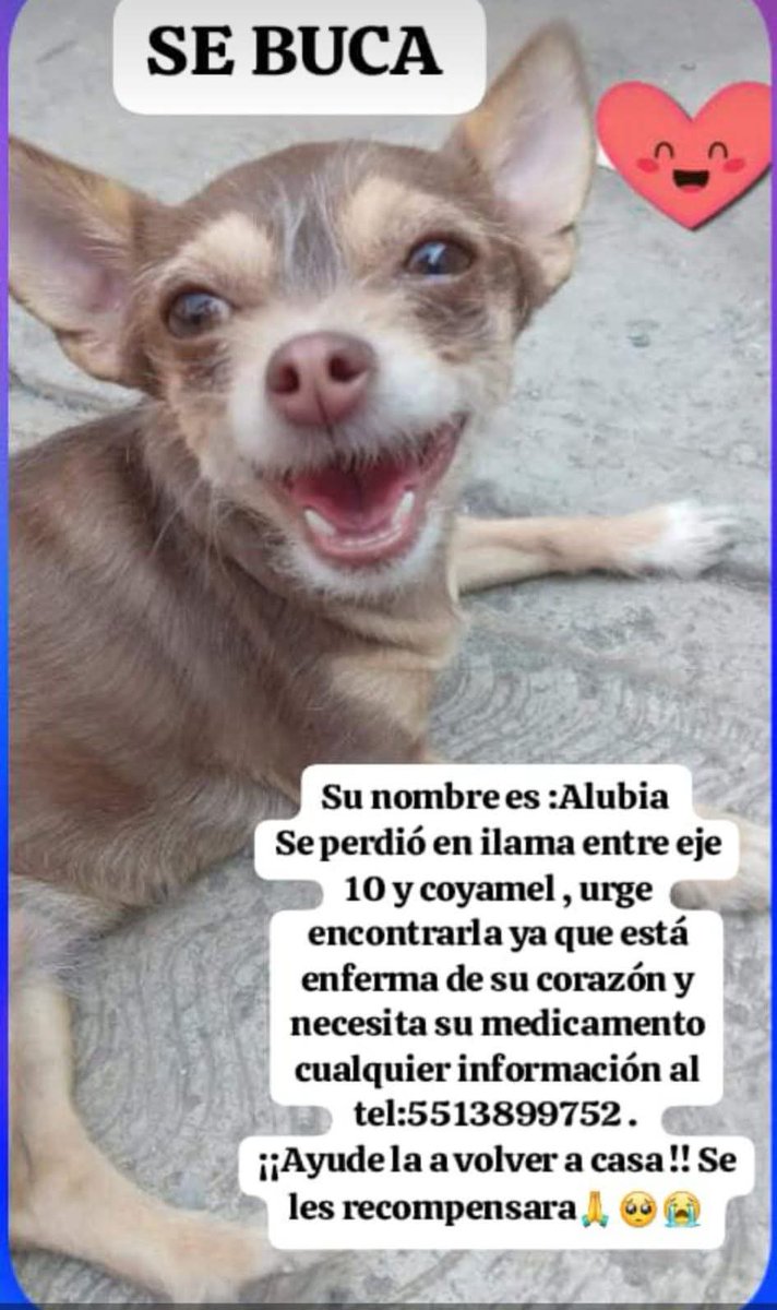Lau Odette RL. 😻🚲🫶 (@laura50304207) on Twitter photo Me ayudan compartiendo, se perdió en santo domingo Coyoacán <a href="/__arancho/">Arantxa</a> <a href="/Animales_CDMX/">AnimalesCDMX</a> <a href="/MorganaleFay_/">Ataraxia le Fay🫀🇵🇸</a> Me ayudan compartiendo, se perdió en santo domingo Coyoacán <a href="/__arancho/">Arantxa</a> <a href="/Animales_CDMX/">AnimalesCDMX</a> <a href="/MorganaleFay_/">Ataraxia le Fay🫀🇵🇸</a>