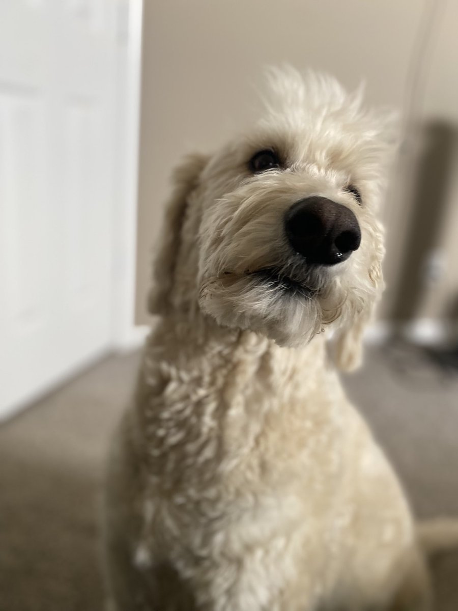 Walter. He chases squirrels 🐿️
