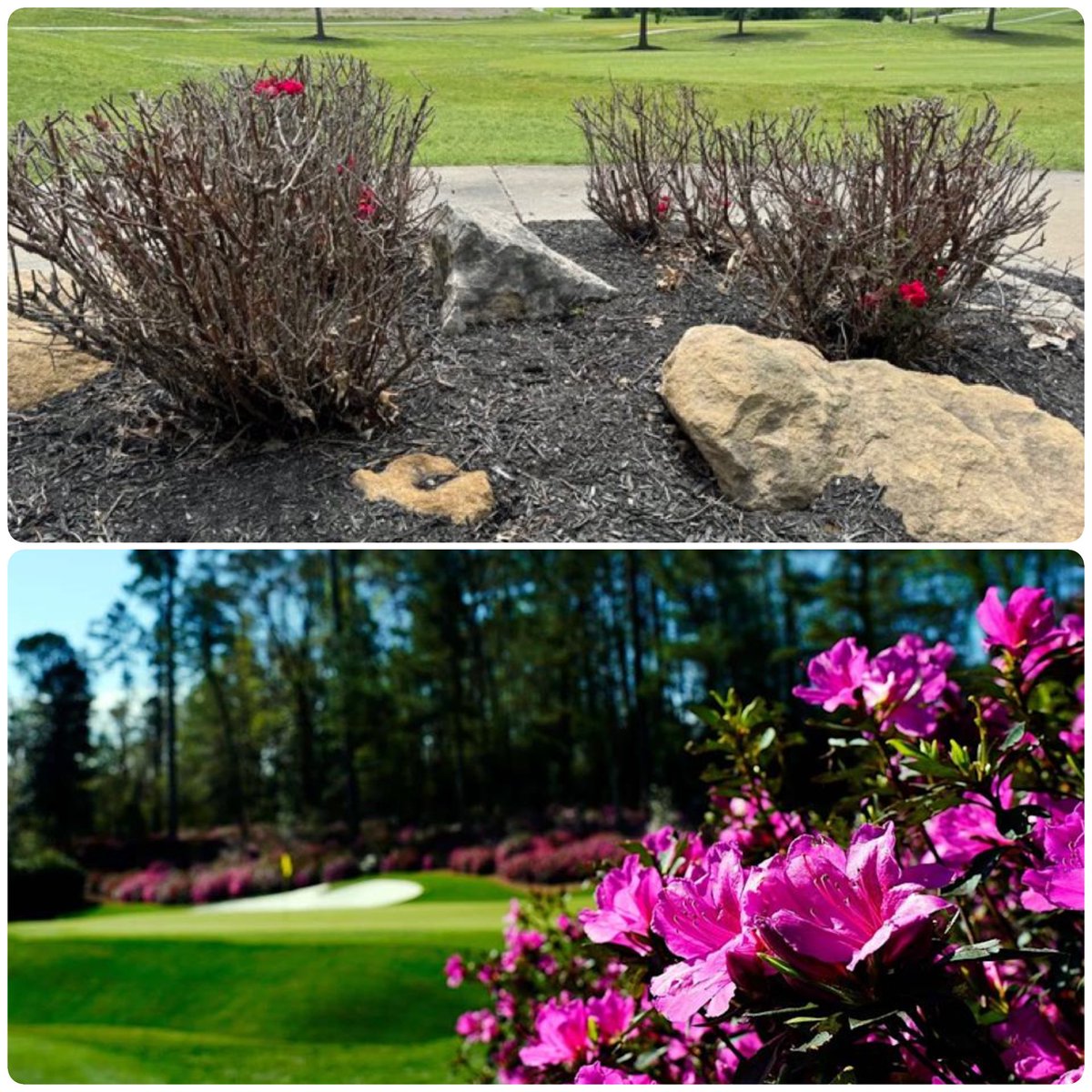In honor of <a href="/McIlroyRory/">Rory McIlroy</a> winning his first #Masters lets do some photo trivia. Who can guess which picture below is from SGCC? 🌺