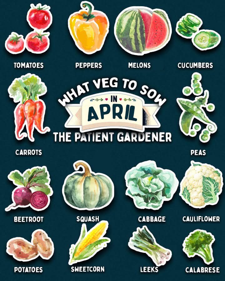 The VegPlot Man (@allaboutgrowing) on Twitter photo 