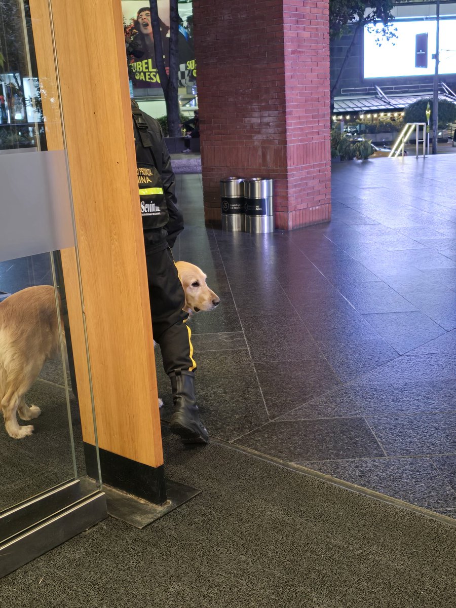 Lolita13038505's tweet photo. @MONYRODRIGUEZOF Senadora,  quiero hacer una denuncia sobre un perro Golden muy anciano, y aun trabajando sin descanso en el @Centro_Andino de Bogotá. Ayuda urgente para que encuentre un hogar y no una jaula como descans https://t.co/vxc78En3Lw
