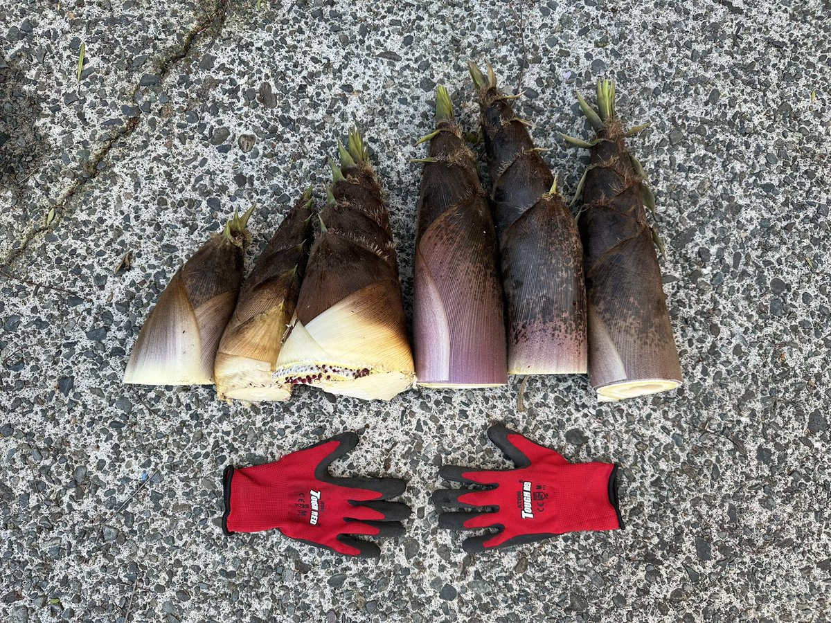 今季、初ニョッキ🎍