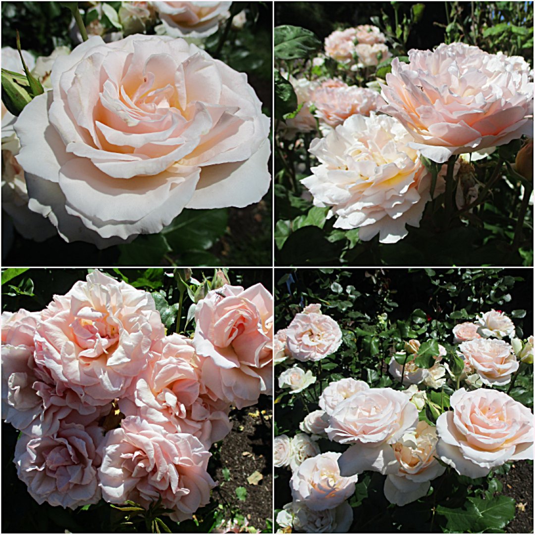 “Time is an illusion.” ― Albert Einstein
                                   🩷🤍🧡
#RoseWednesday🌹#roses🌹#MyPhoto📷#quotes 🔖#WritingCommunity✍️