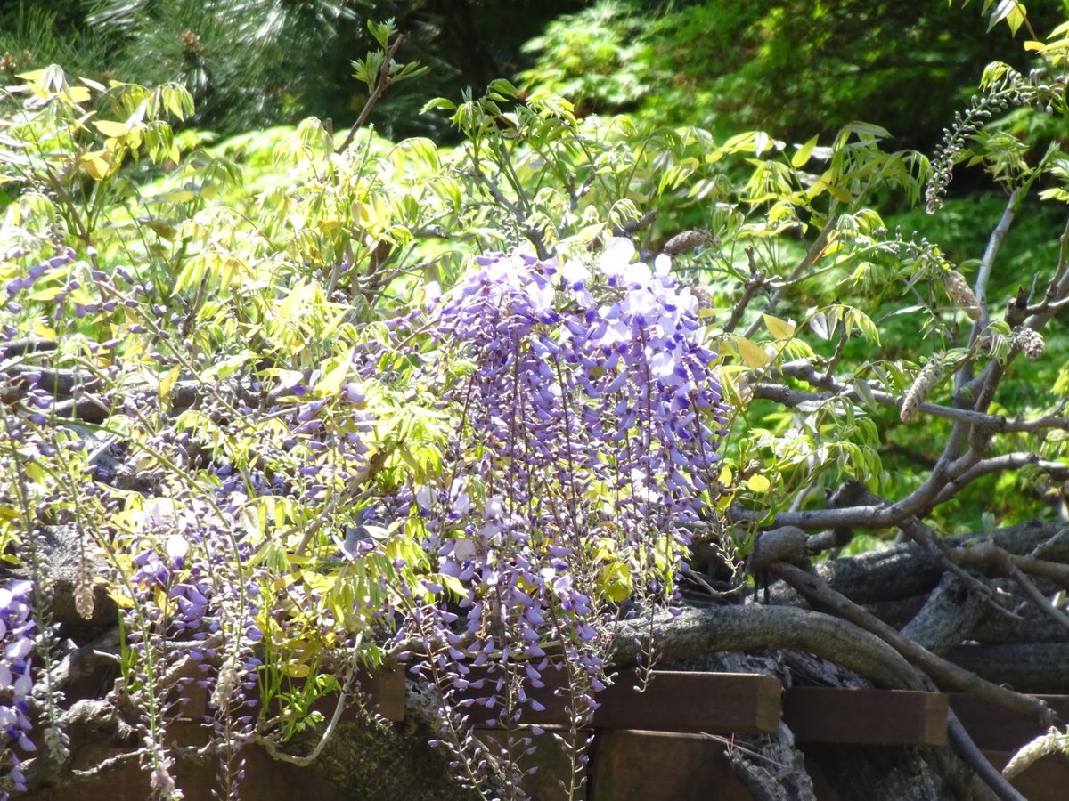#フジ が開花した #日本庭園 の丘の上🌟
庭園を望む翔天亭 #新宿御苑あのん は、自家製あんこが自慢の #和カフェ です🍵
人気のあんぽーねソフトは、マスカルポーネとクリームチーズの濃厚ソフトと十勝産小豆のつぶあんが最高の組み合せ🍦✨
ぽかぽか陽気に冷たいデザートがピッタリですよ😋
#新宿御苑