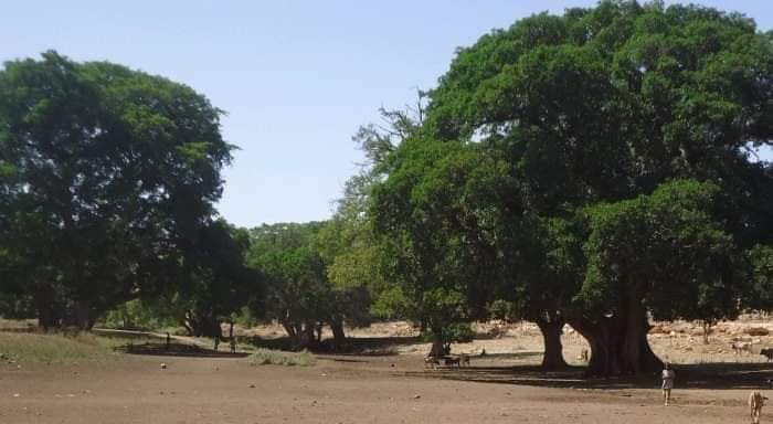 Robl19186Robley's tweet image. Oromiyaa maddaa walabuu