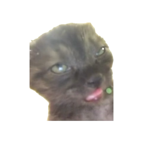 rojo (@rojobeastt) on Twitter photo 