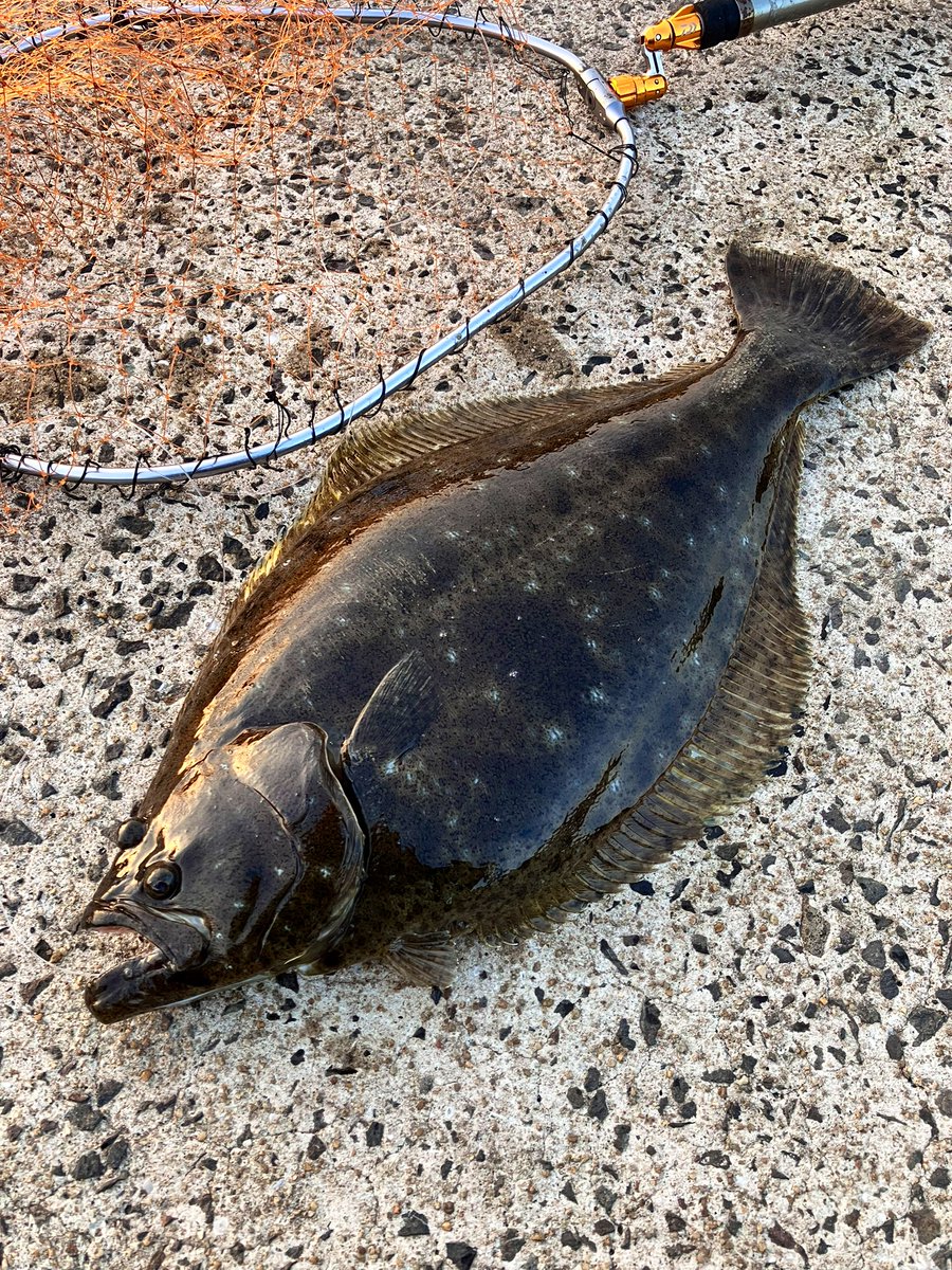 アジ泳がせて良型ヒラメ😁

ヒラメはカマスよりアジの方が食いがいいのかも！