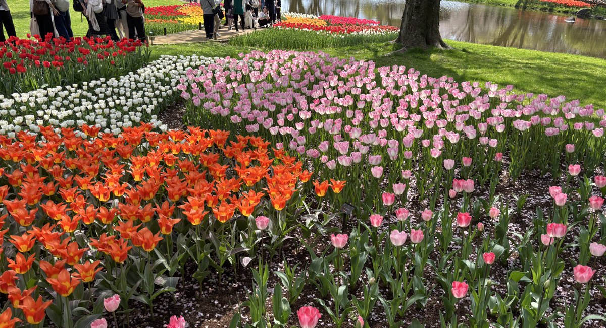 afPten's tweet photo. 今年もお花見大成功🌸
#日常垢 #お花見 https://t.co/stvVF2n7br