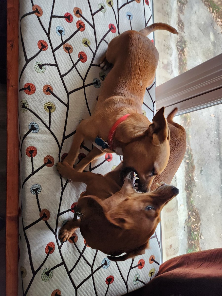 New TWO-DOG window seat!!! Major nayborhood watch upgrade