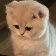 Katji Meowren 4