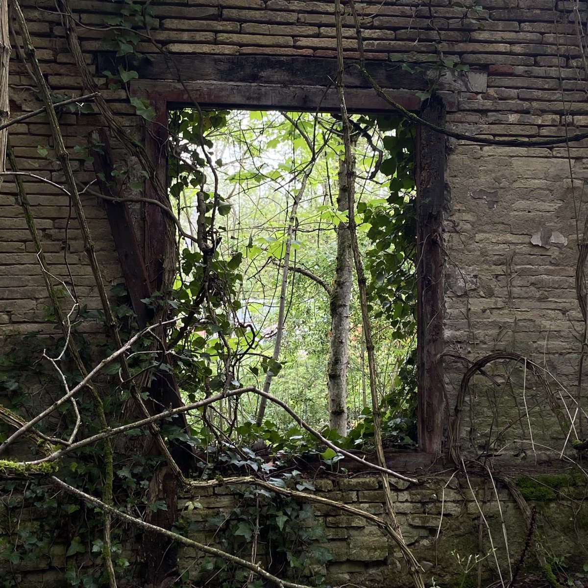 Luis Paredes tweet media