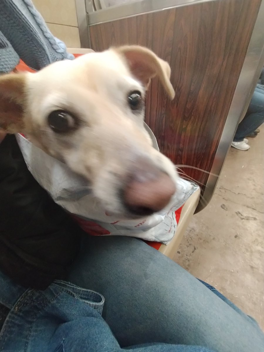 Pals, look at me headed to Central Park 🏞️ 🌲 on da subway! 🚇 Da noises 👂🫨 are loud but I know I'll be outside 🏙️☁️ soon! Have you ever ridden 🐕 on da NYC subway?  🚂 🚆#CentralPark #BethanyPup #DogsOfTwitter #Subway #NYC