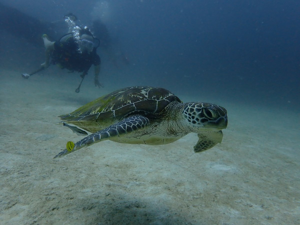 最近、ラチャヤイ島でウミガメに出会います。今日のはアオウミガメ。プーケットはとがった顔のタイマイが一般的なので、このツーショットは珍しいんです。ウミガメに会うと、なんだか幸せな気持ちになりますよね？
greendiverphuket.com/2025/04/06/4-6…
#プーケット #ダイビング #phuket #diving
