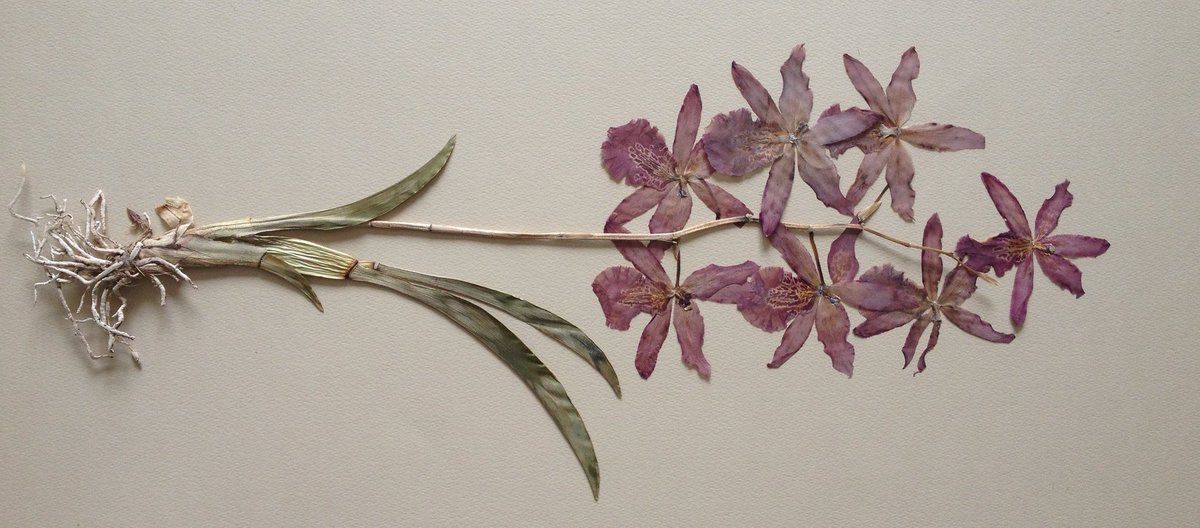 ِ (@controdicting) on Twitter photo 