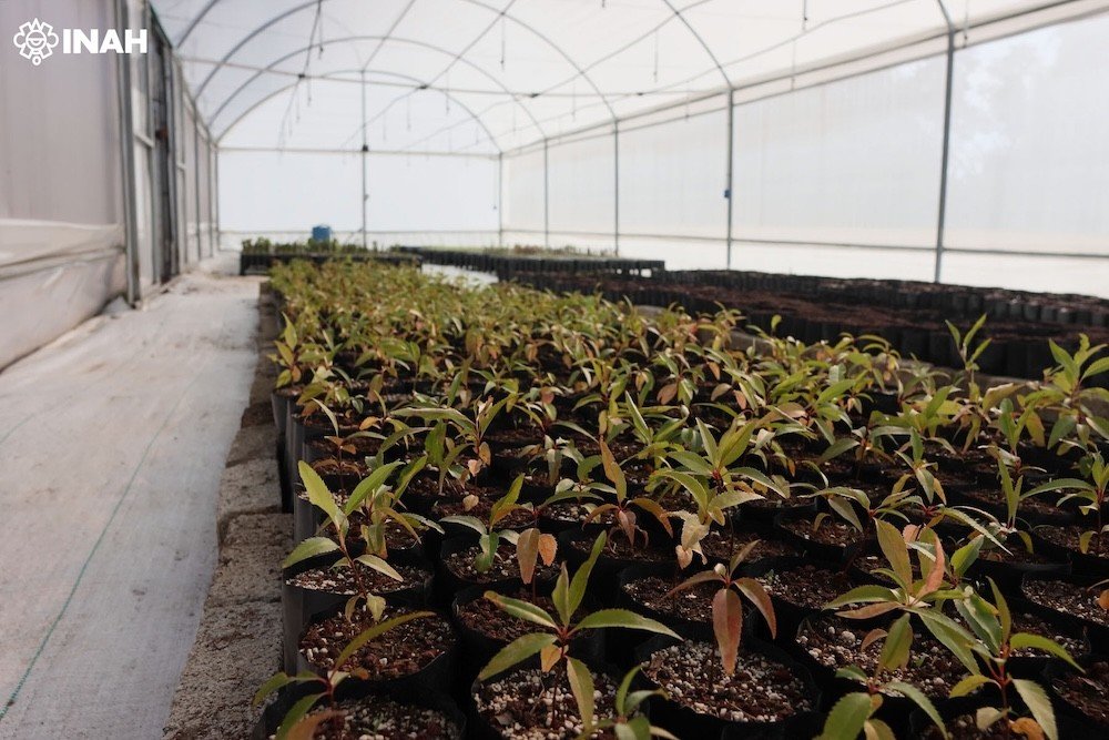 #ÚltimaHORA ⚠ Cuicuilco, Zona Arqueológica y Museo de Sitio estrena Invernadero en Pro de la Restauración Ecológica Regional 

• Cuenta con 7,500 ejemplares de especies endémicas de la zona del Pedregal del Xitle.

🔗 inah.gob.mx/boletines/la-z… 

📸  INAH.